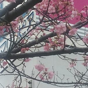 河津桜三分咲き
